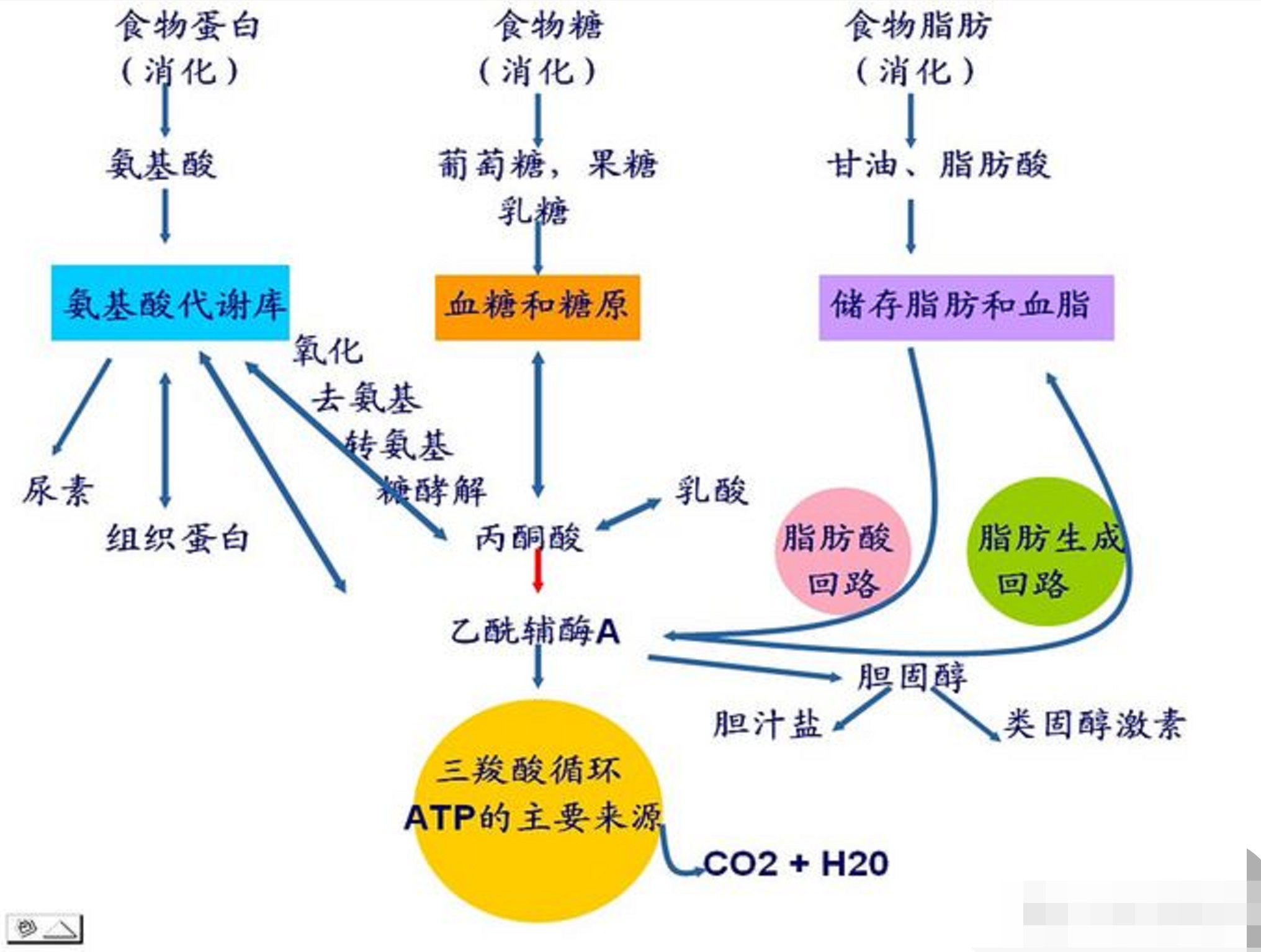 认识我们的基础代谢率 - 知乎