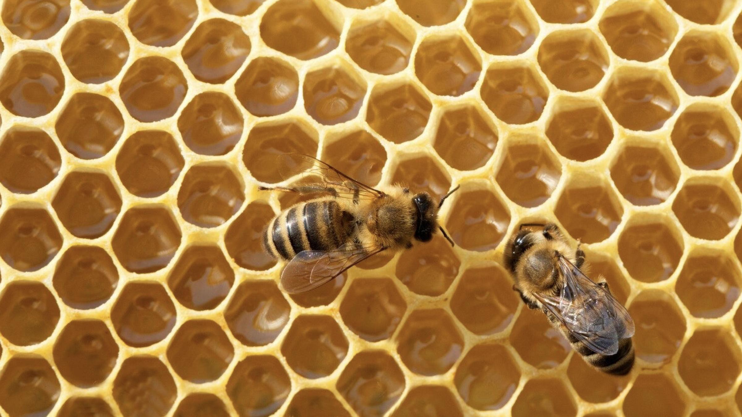 蜜蜂蜂蜜蜂巢蜜蜂采蜜蜂王浆_1920X1080_高清视频素材下载(编号:6125215)_实拍视频_光厂(VJ师网) www.vjshi.com