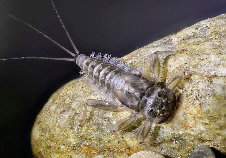 这虫子叫什么?在石头下发现的?