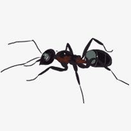 73只蚂蚁