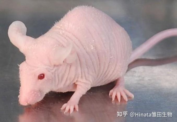 Balb/c, C57, 傻傻分不清楚？一文厘清实验小鼠 - 知乎