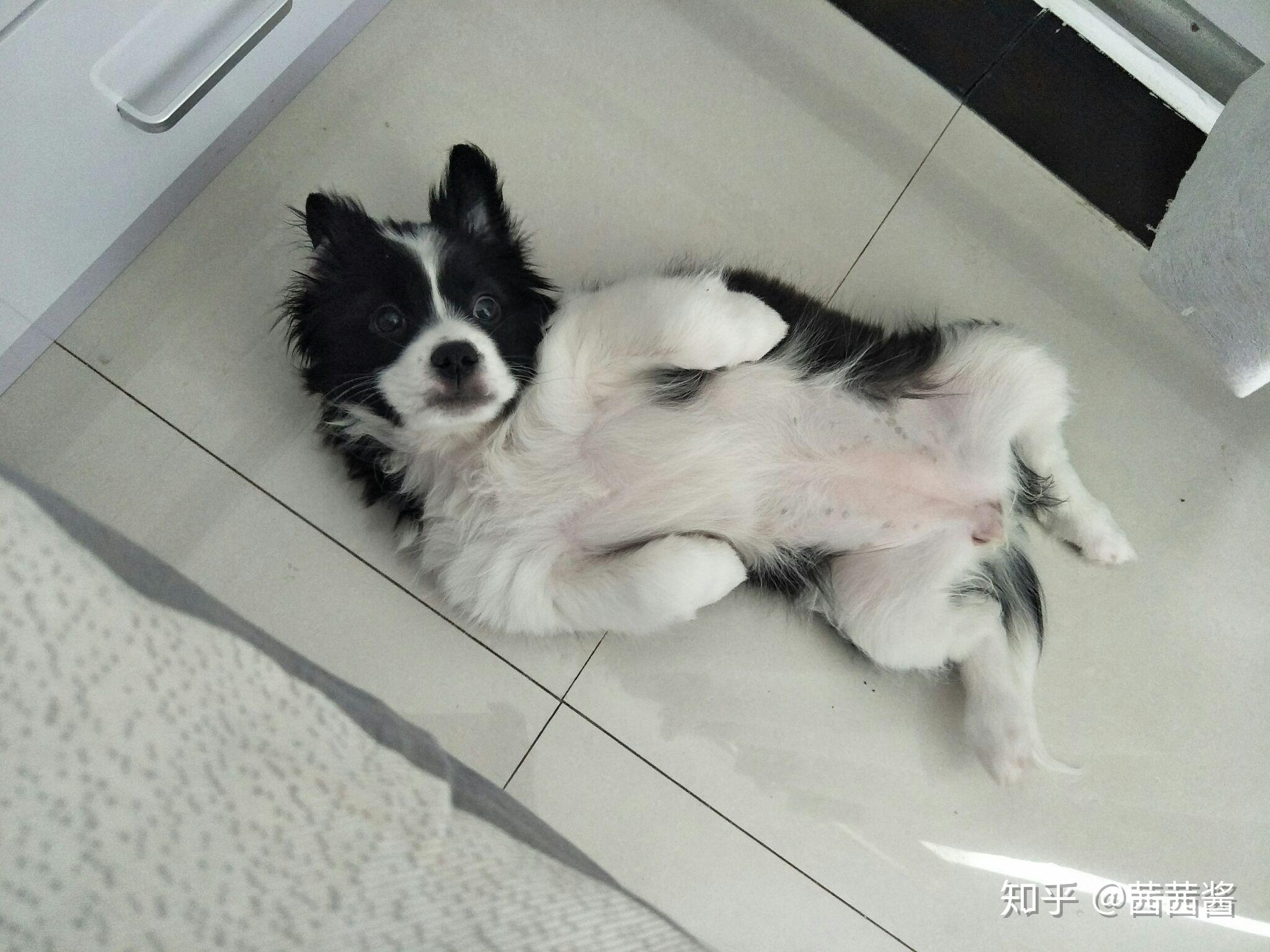 中华田园犬的颜值可以多高