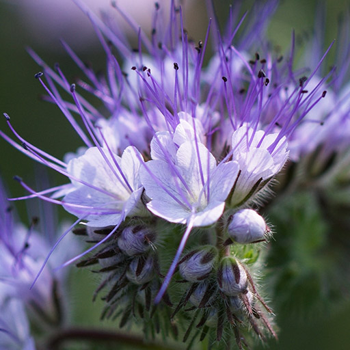摩洛哥蓝艾菊游刃有余的社交达人