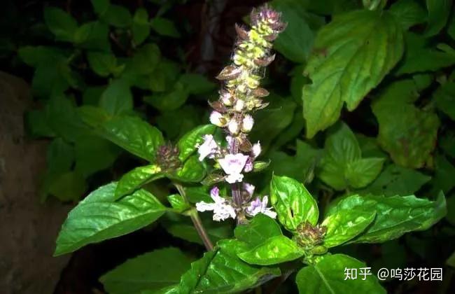 贵为香草之王的罗勒,在它的原产地,却没有人敢吃它。 - 知乎
