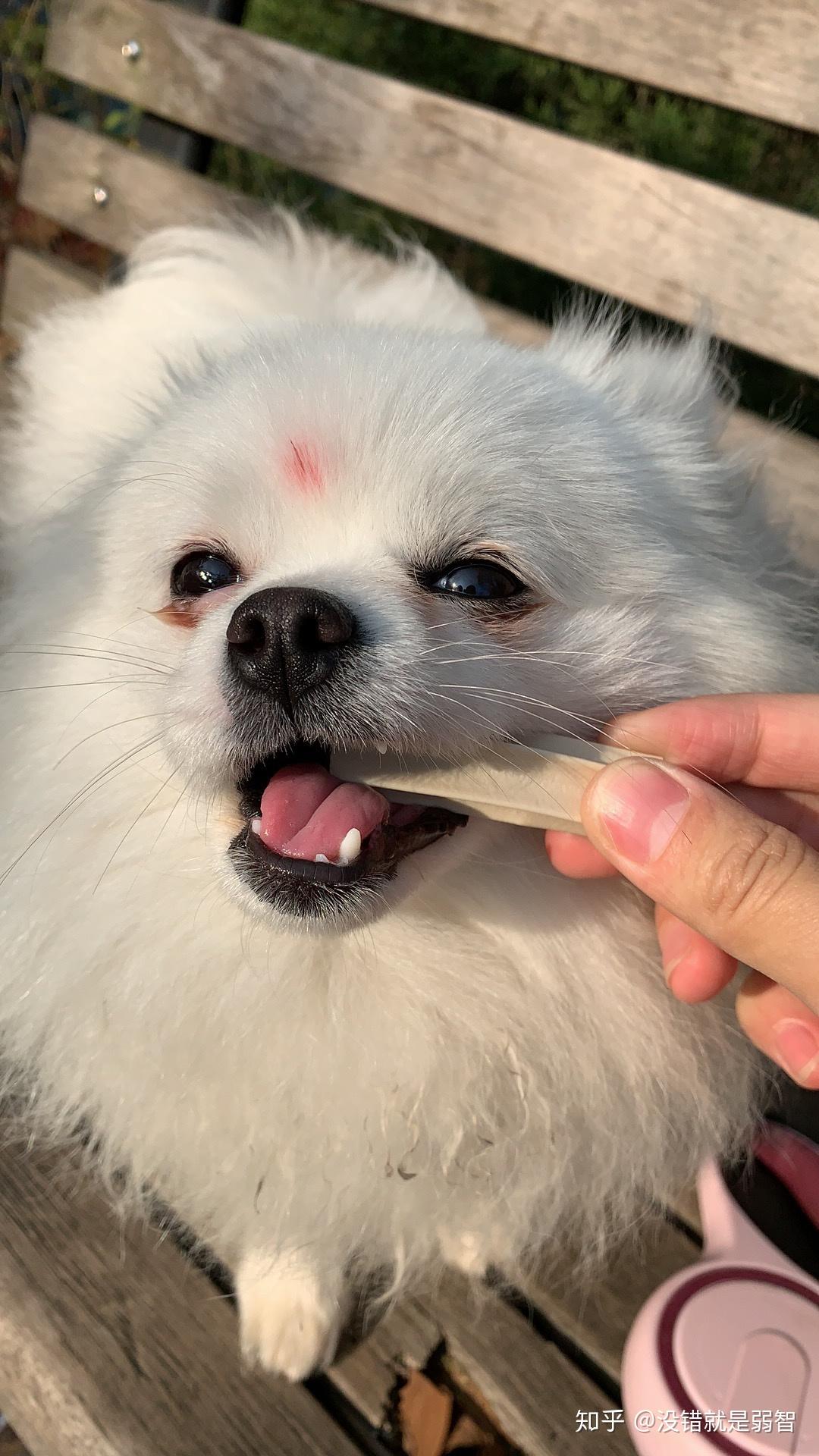 博美犬能有多美