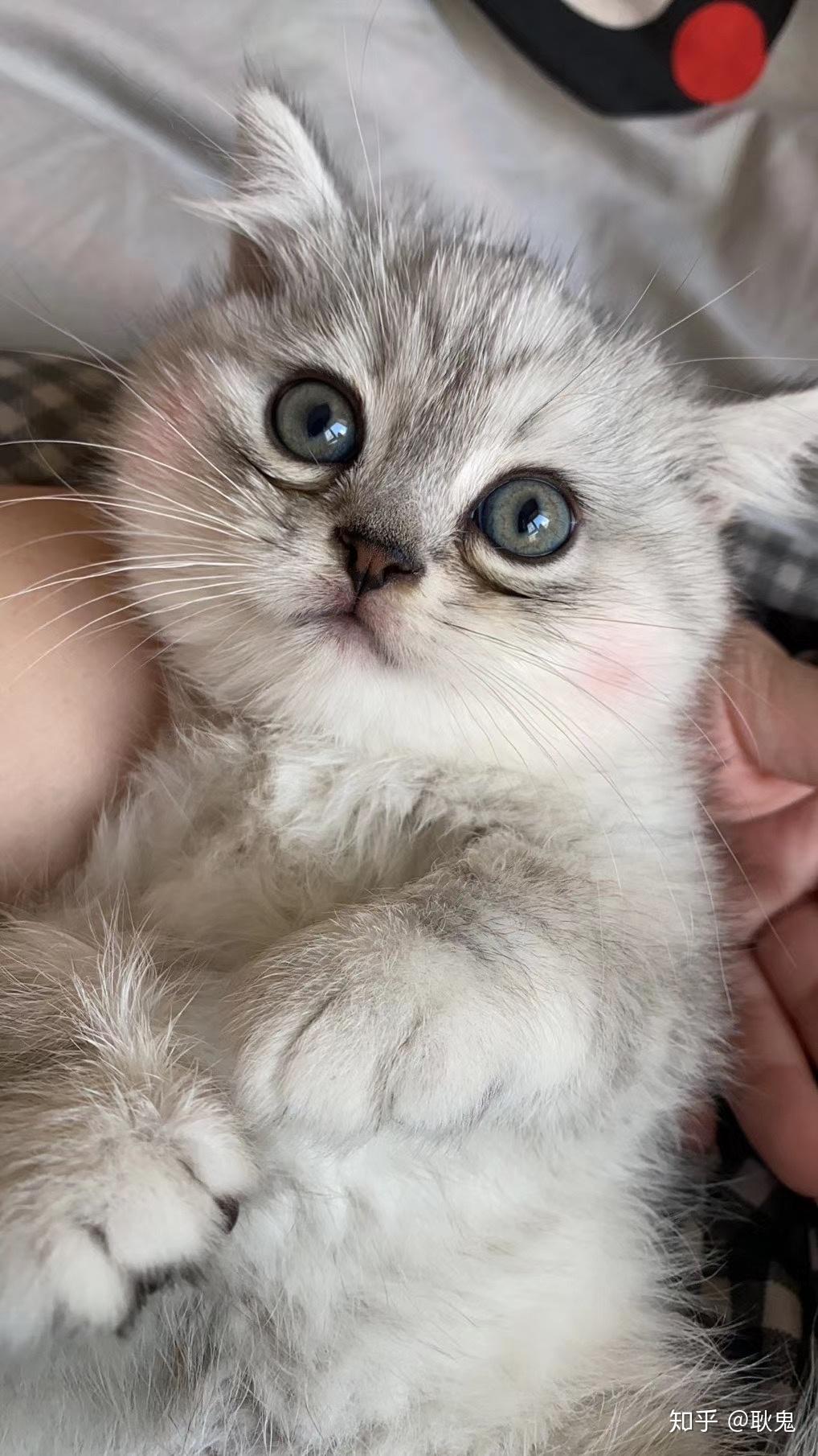 金吉拉和蓝猫配出来的种好养吗? - 知乎