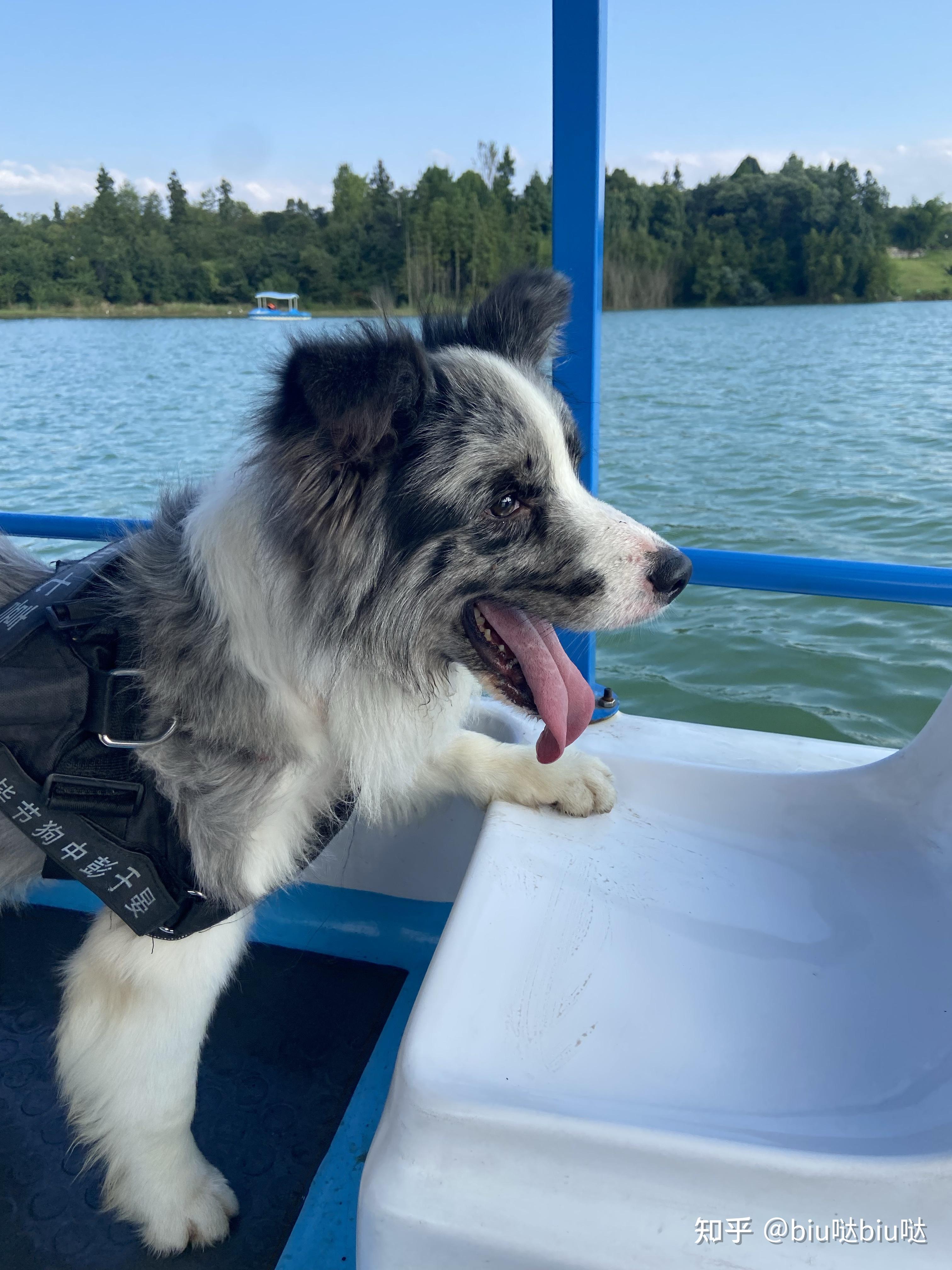 花了4300买的蓝陨石边牧各位看看怎么样? - 知乎