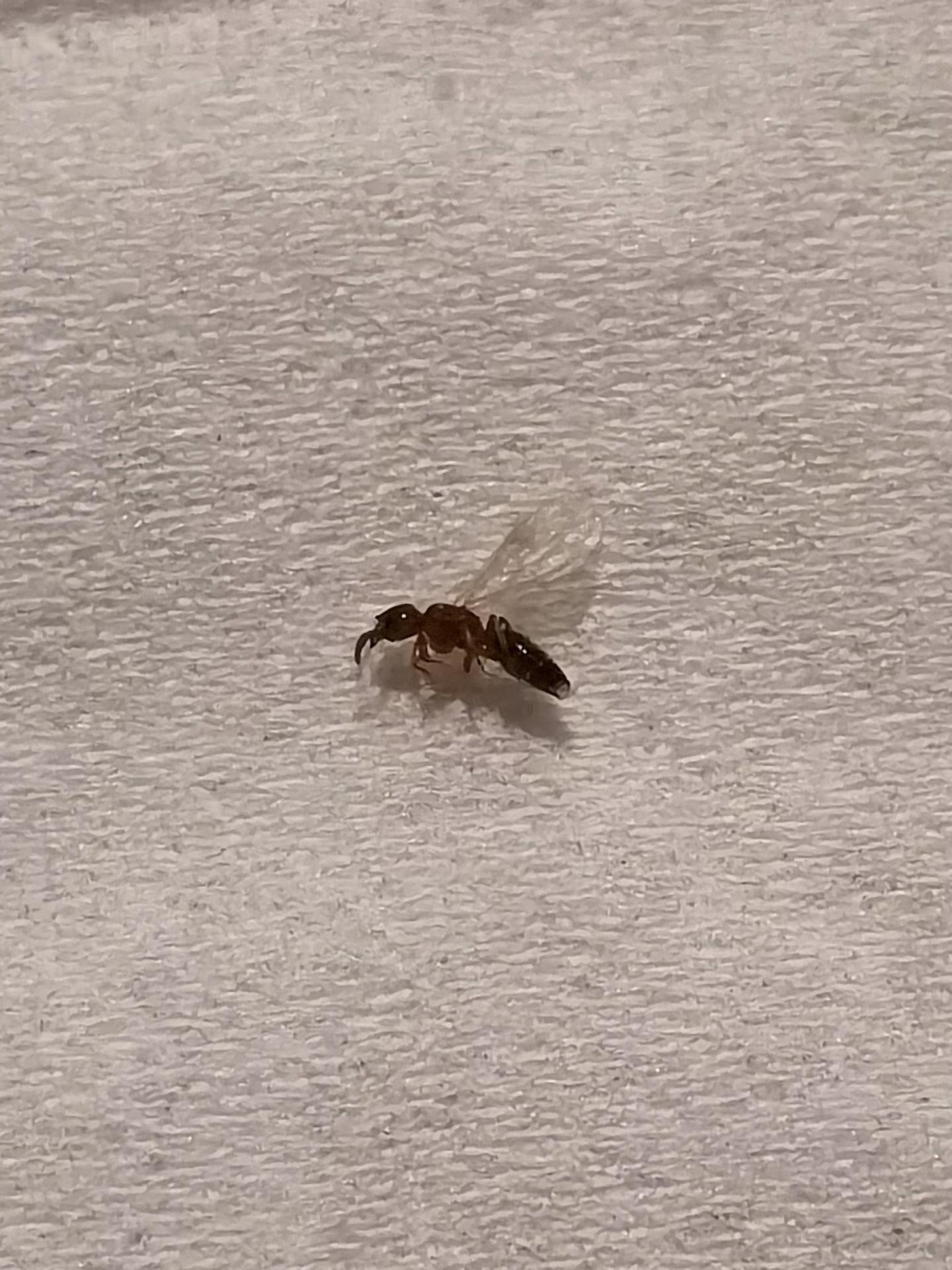 像蚂蚁，有翅膀，捏死了很臭的虫子是什么？ - 知乎