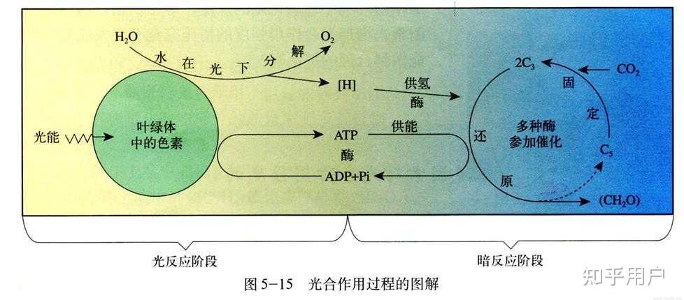 光合作用暗反应阶段是否会产生水?若是会,其反应机理如何?若是不会,又为何不会? - 知乎