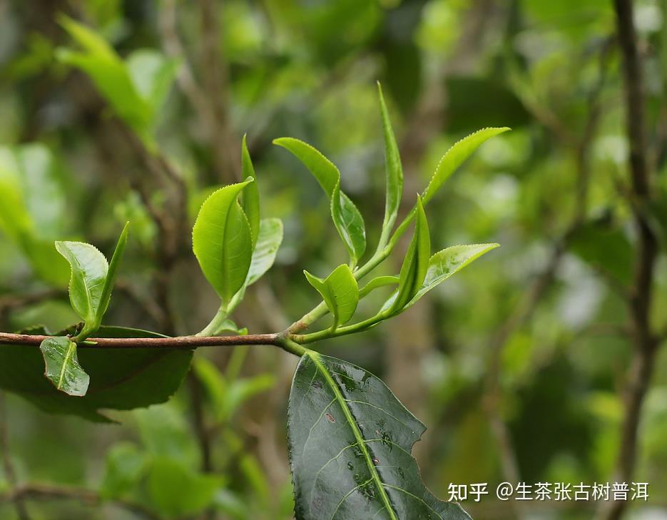 古树普洱茶最详细的鉴别方法,你可知? - 知乎