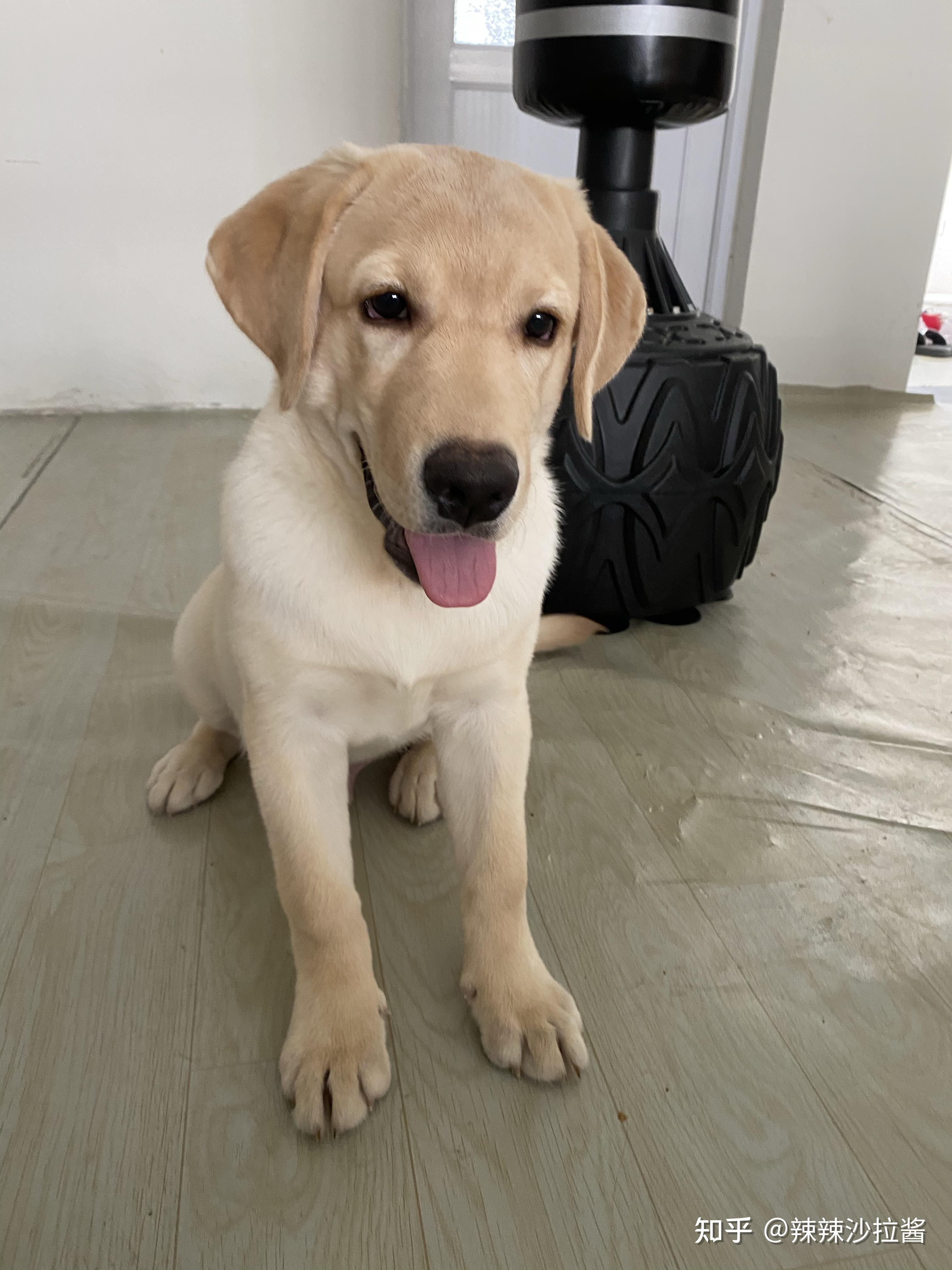 四个月的拉布拉多是不是有点小了
