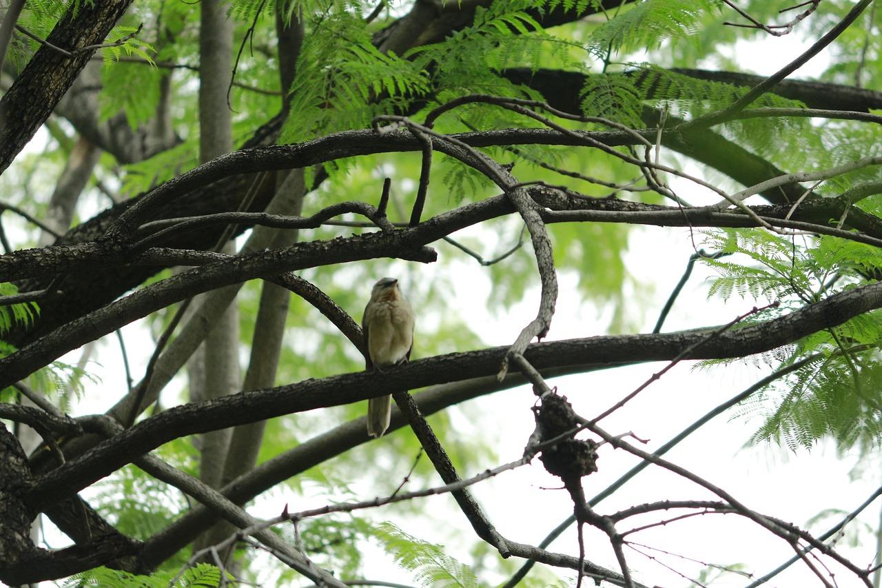 2. 性别区分方法