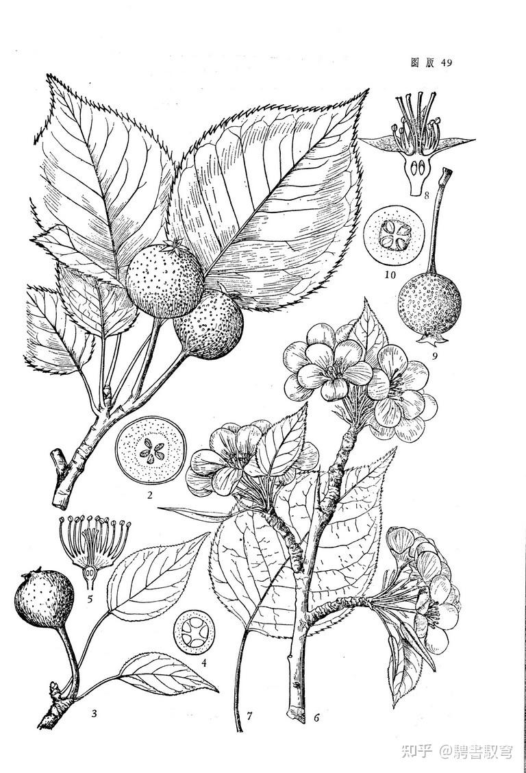 如何解析棠梨煎雪的歌词