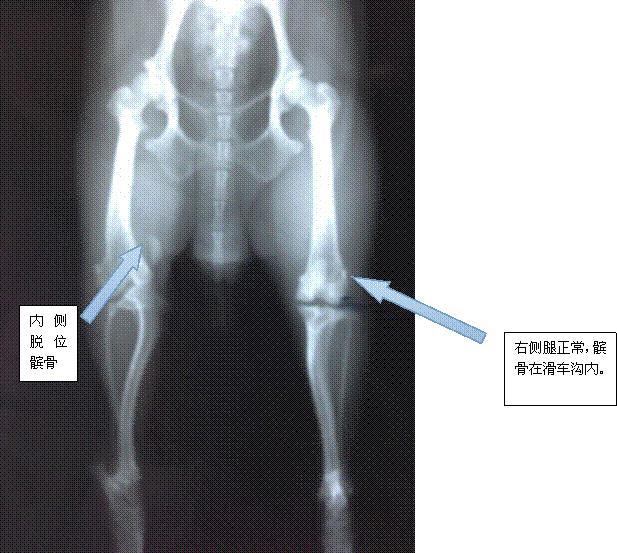 我家狗狗髌骨脱位,医生说要手术,可是很疼.