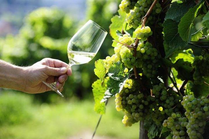 雷司令(Riesling)——千姿百态的“最精良白葡萄” - 知乎