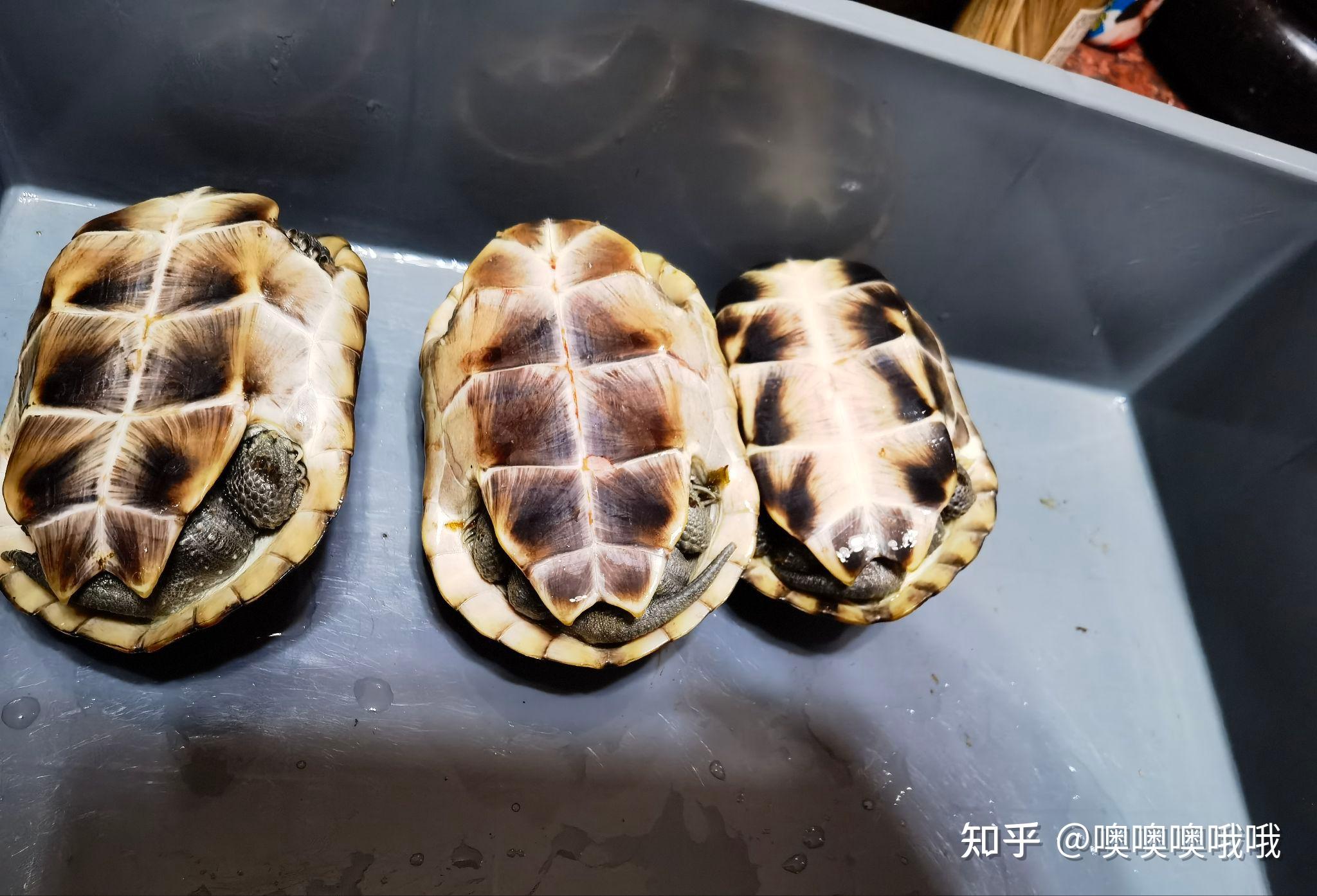 10cm中华草龟怎么分公母?