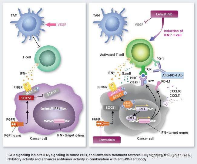 AbMole小课堂丨Lenvatinib(E7080):多靶点酪氨酸激酶抑制剂,调控VEGFR/FGFR/PDGFRα信号通路 - 知乎