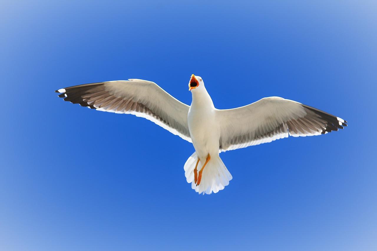 热浪之声 如何转录