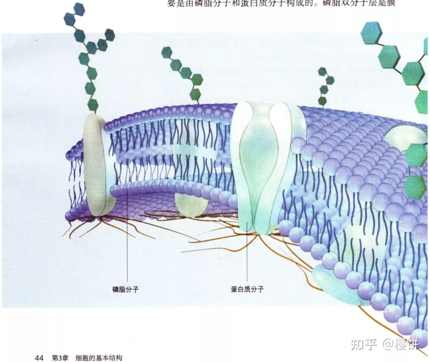 微丝的体外组装为什么和钠离子钾离子的离子浓度有关？ - 知乎