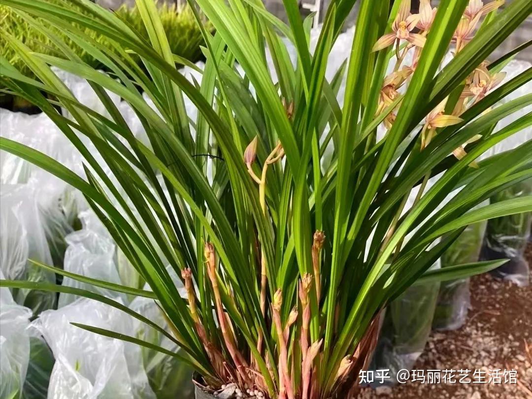 兰花的根是什么样子?了解兰花根,才能分辨兰花,正确栽培它 - 知乎