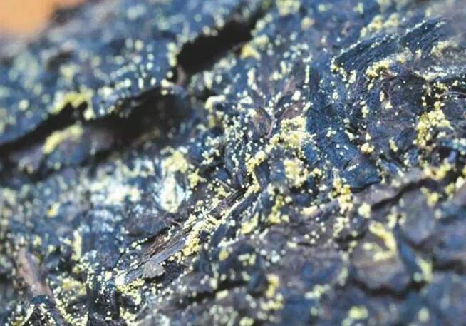 哪位大神知道这是金花还是黄曲霉菌