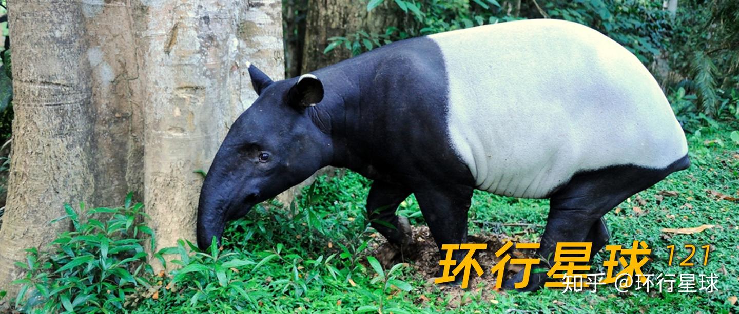 熊猫的福利，你们享受不到- 知乎