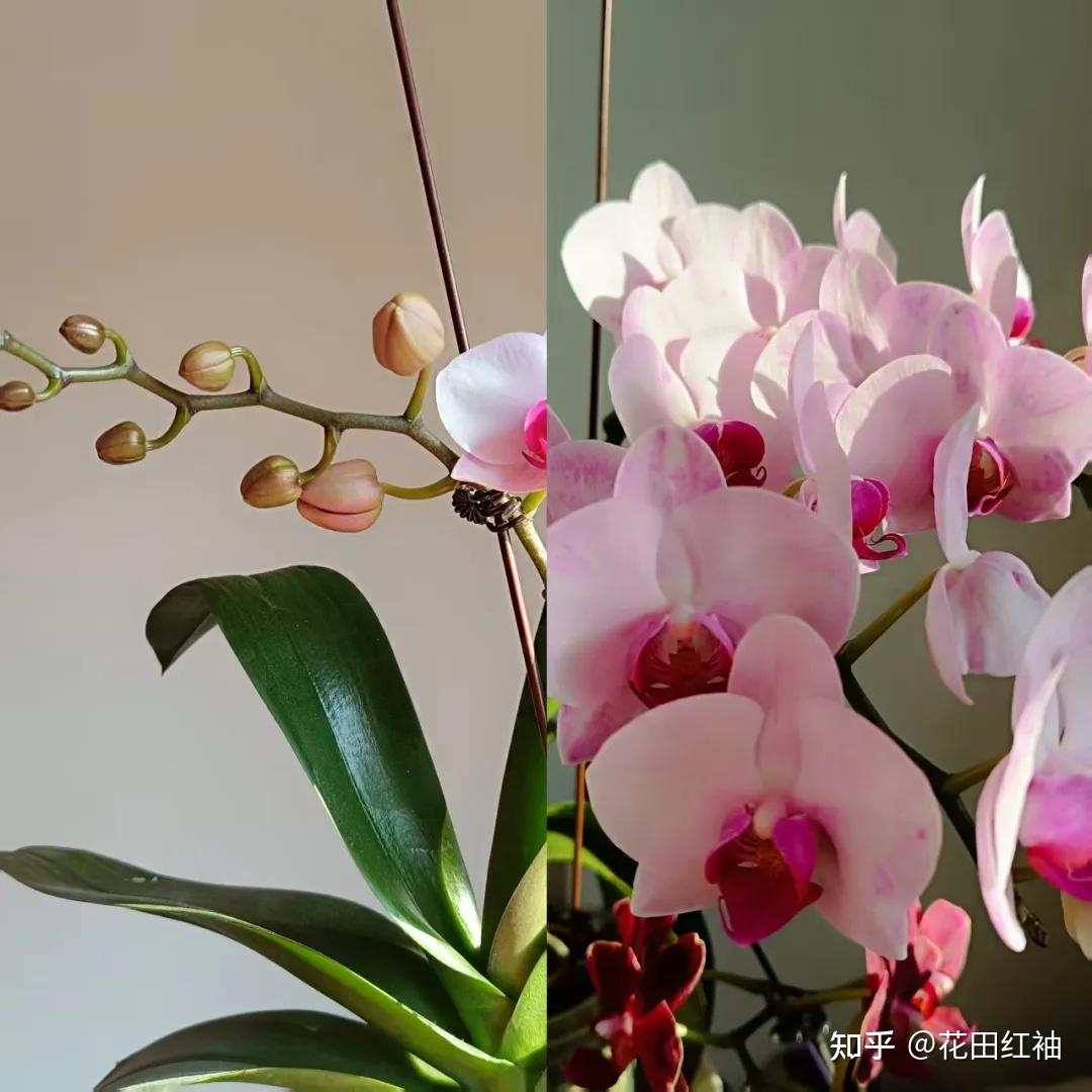 怎样才能让蝴蝶兰花梗长得高,开花多? - 知乎