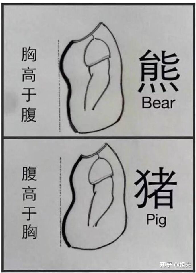 gay圈怎么定义熊或者猪