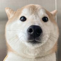 Zhihu profile picture for @undergraduate