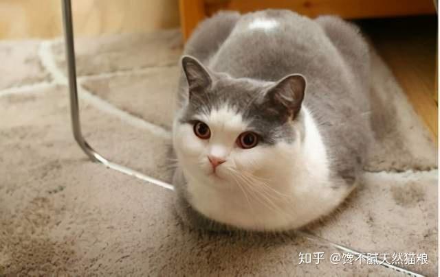猫咪为什么喜欢“揣手手”？这7个原因很真实了 - 知乎