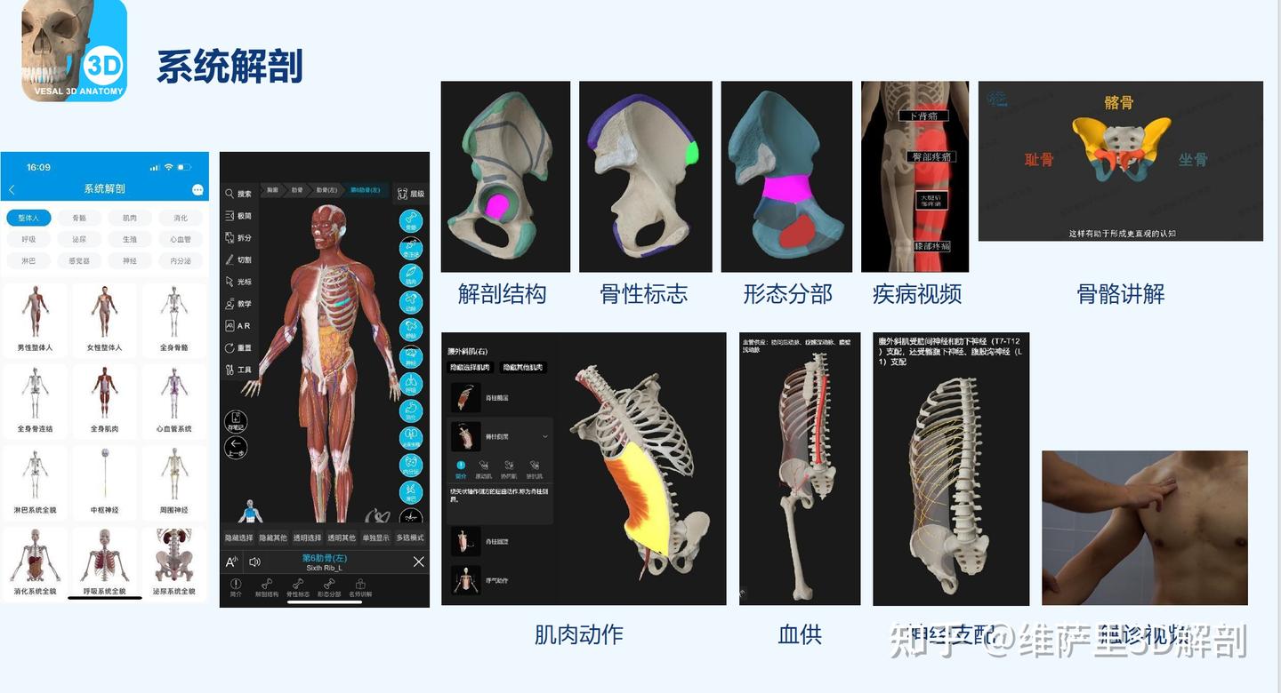 医学生3D解剖软件首选指南：维萨里3D解剖APP助力小白成为系统解剖大神 - 知乎