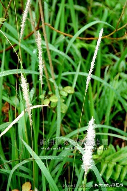 白茅根（中药材资料、植物图像、含白茅根的中成药） - 知乎