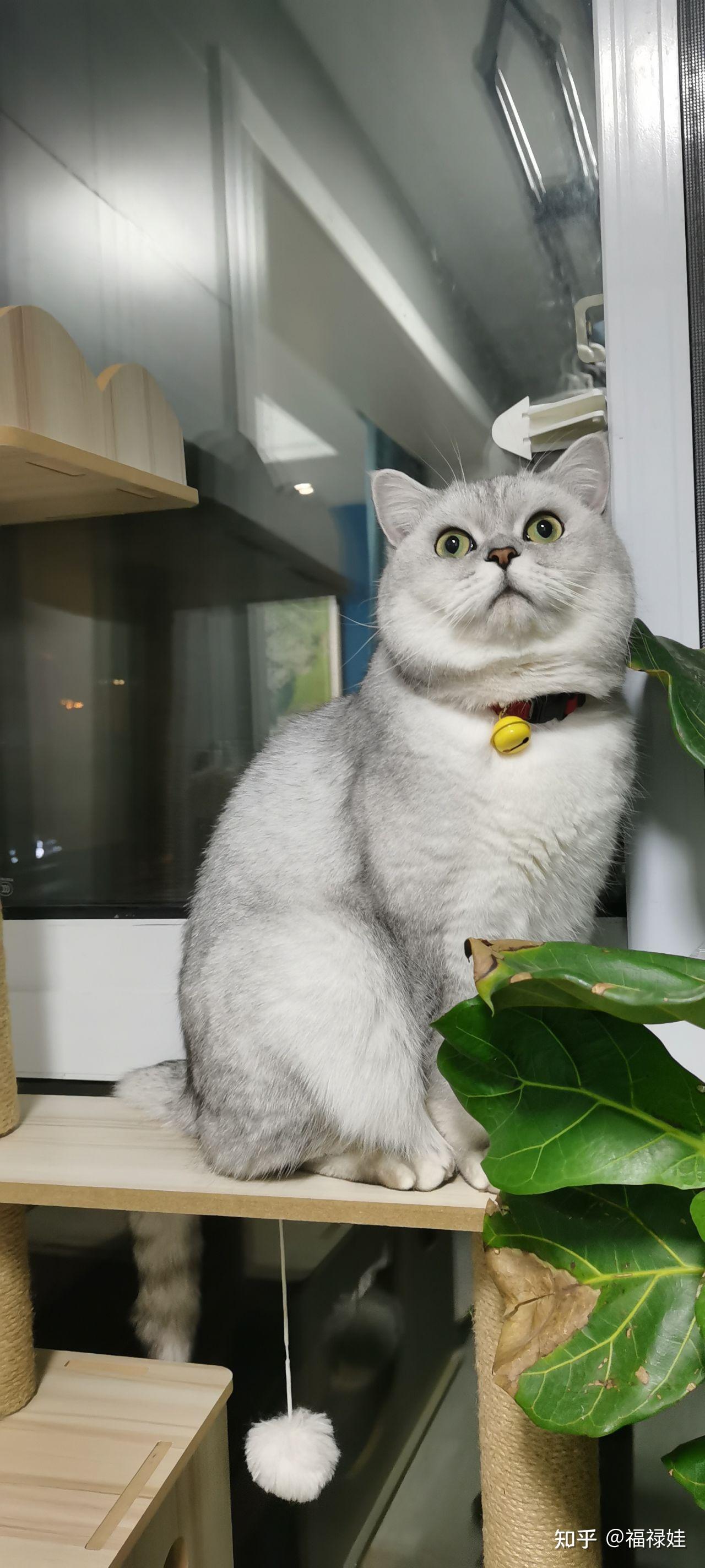 我能看看你家喵喵吗? - 知乎