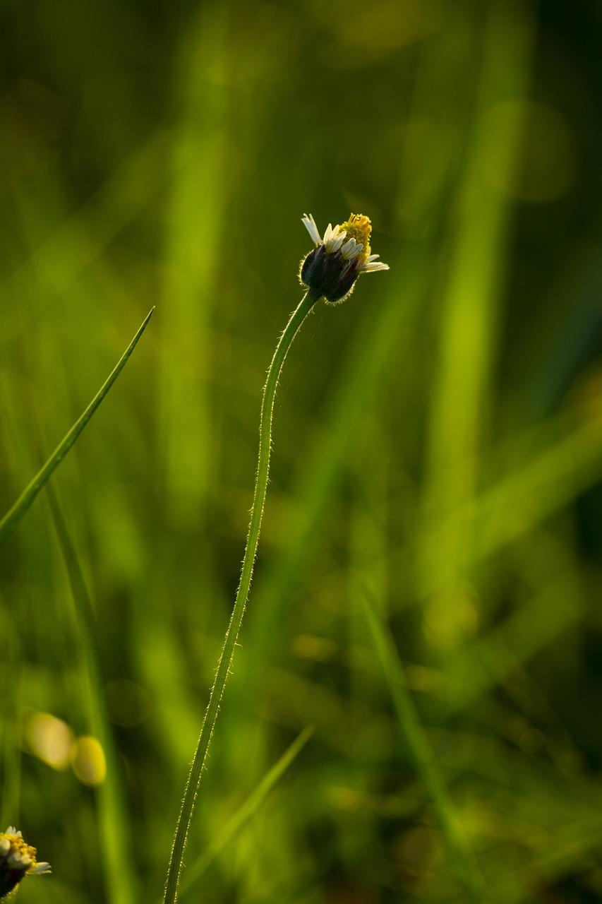 5. 太阳花配套详情
