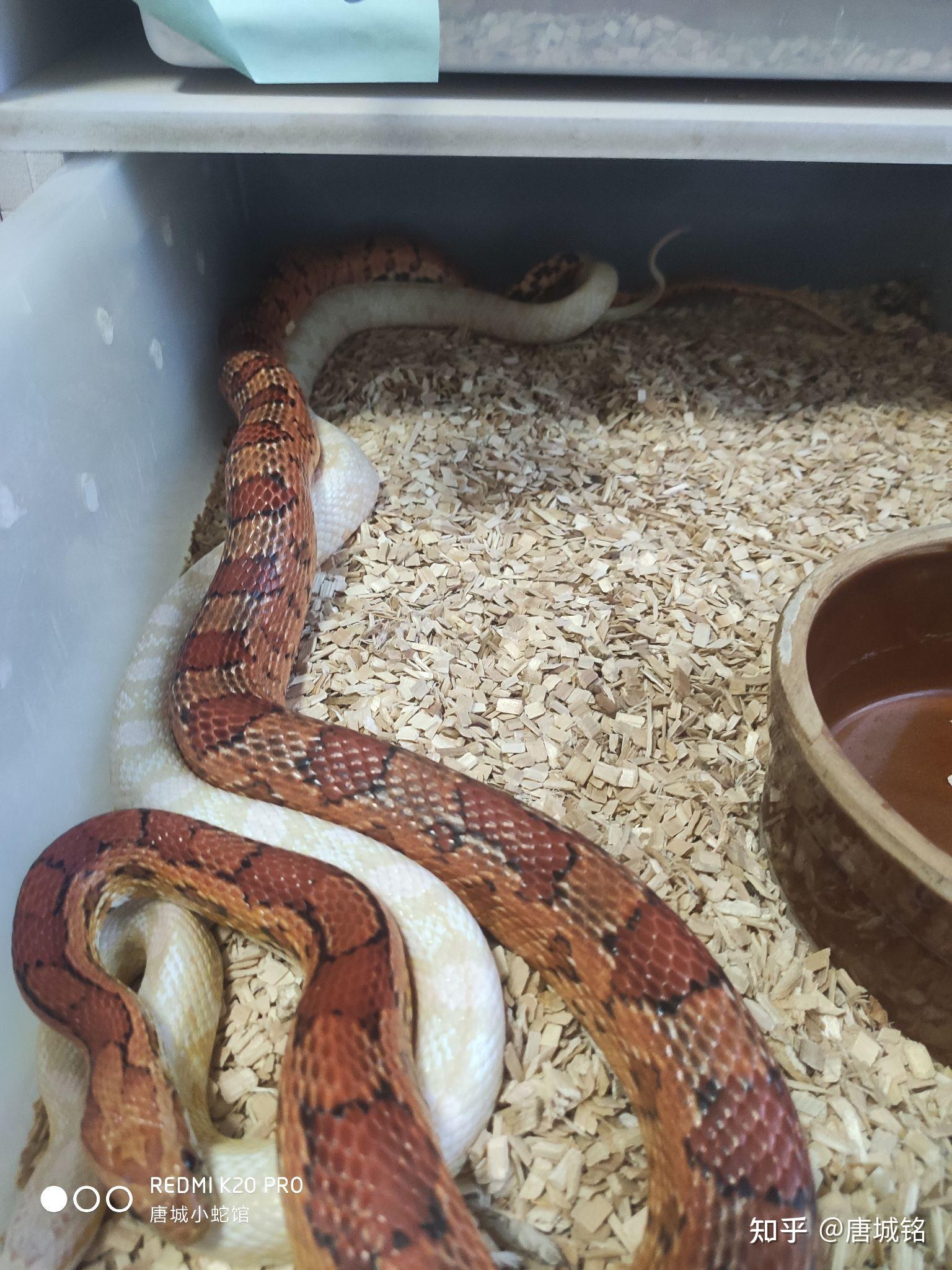 通体白色,身体成倒梯形的蛇是什么,? - 知乎