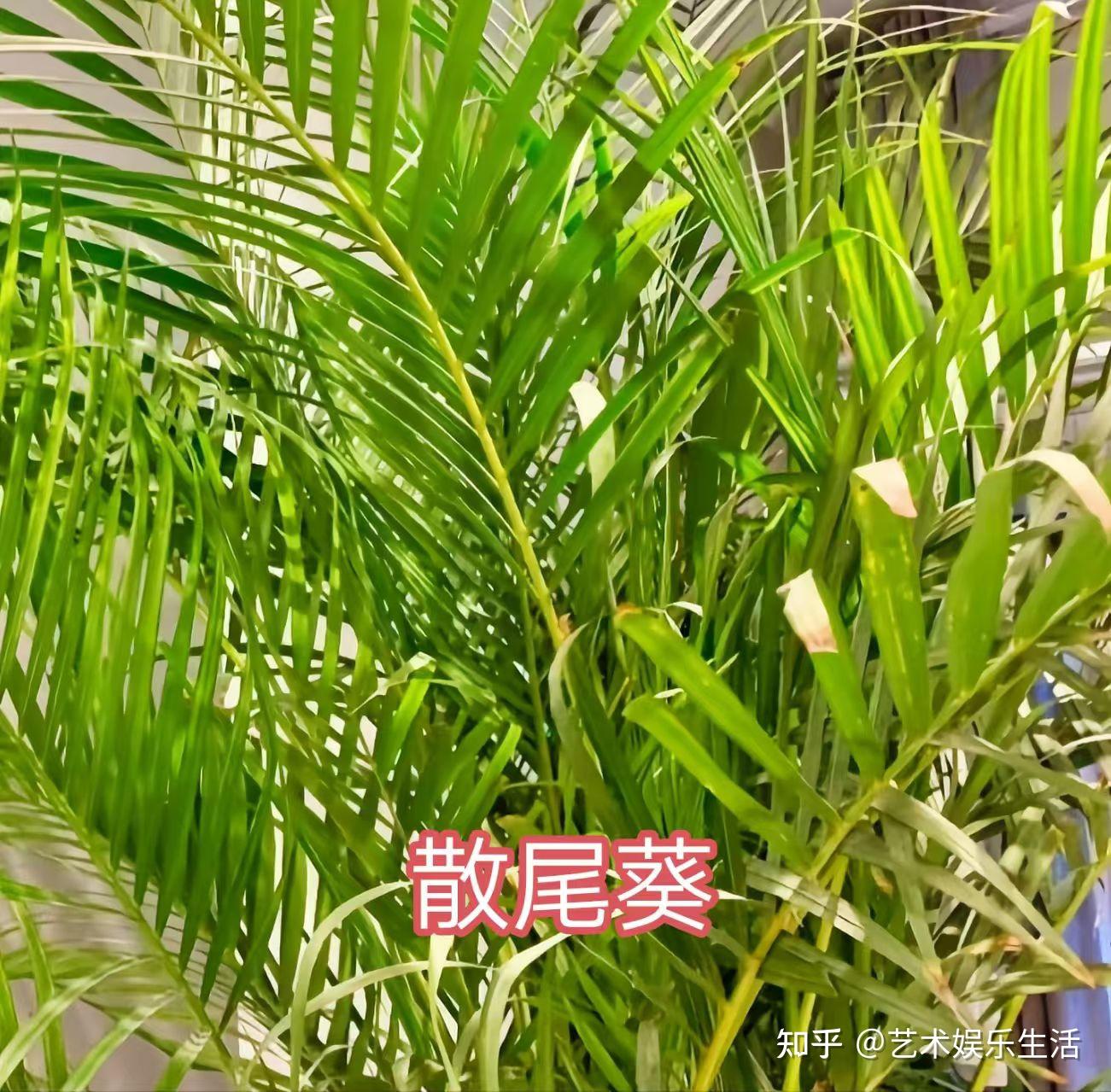 棕榈科的28种代表植物 - 知乎