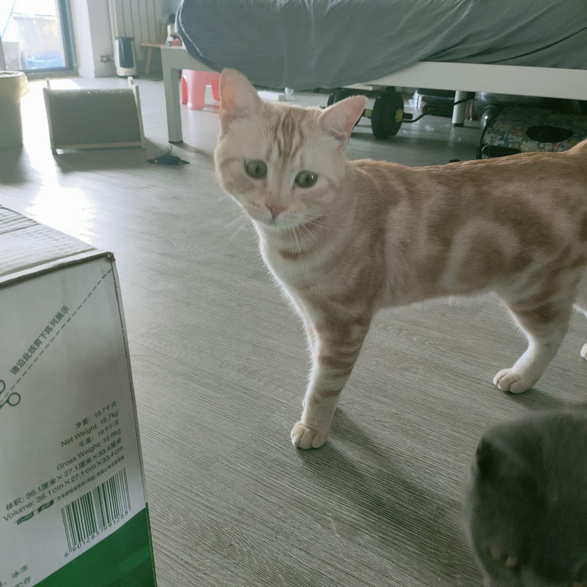 为什么美短红虎斑(加白)那么冷门? - 知乎