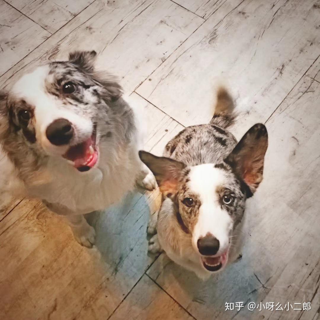有人养过边牧和柯基的混血吗? - 知乎
