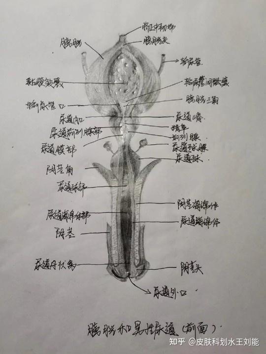 男人身体下方结构图片