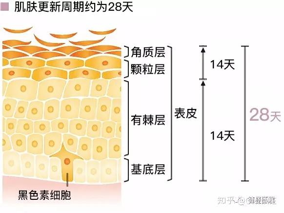 怎样提高皮肤代谢能力? - 知乎