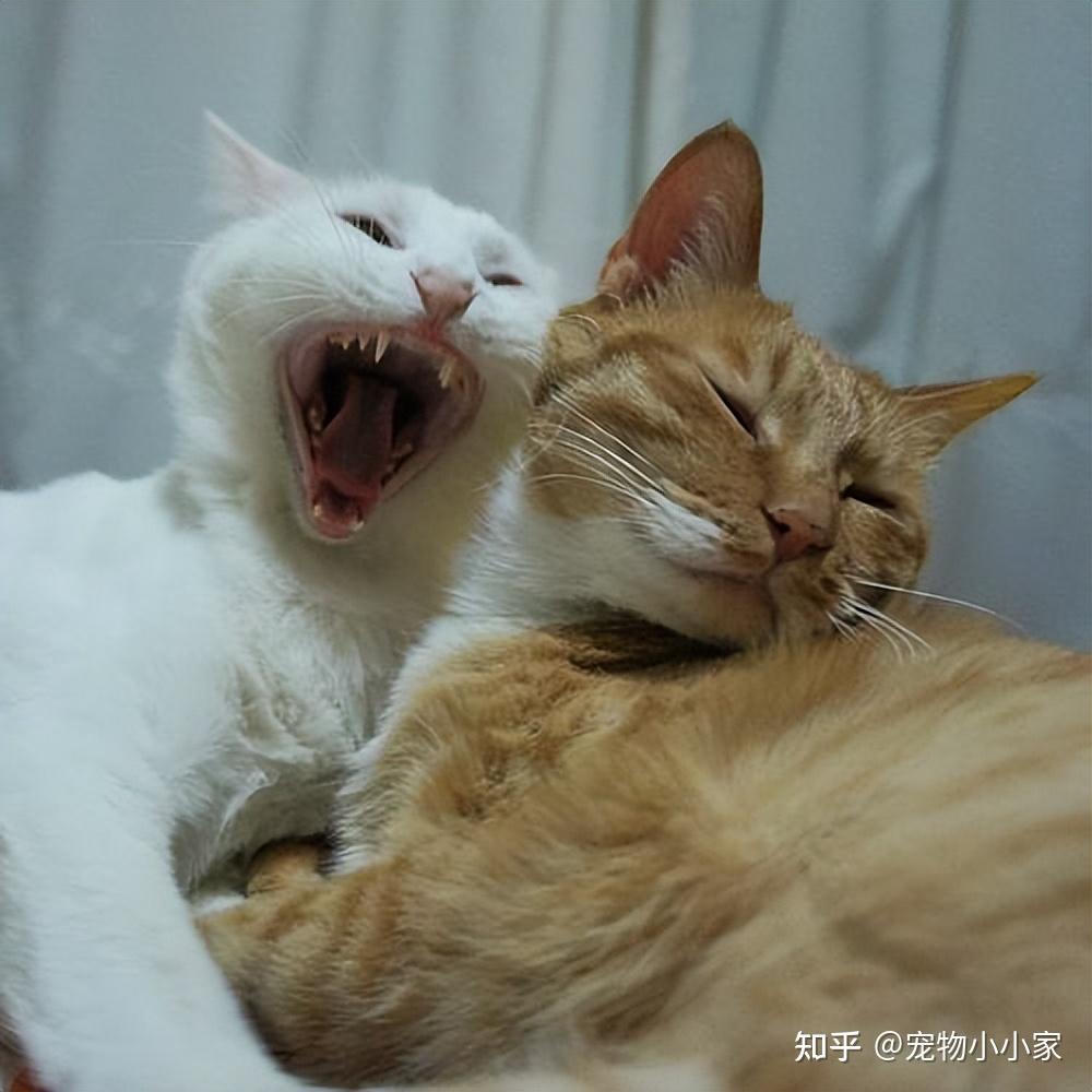 公猫发情的几种表现,你要是不知道,可就“遭罪”咯! - 知乎