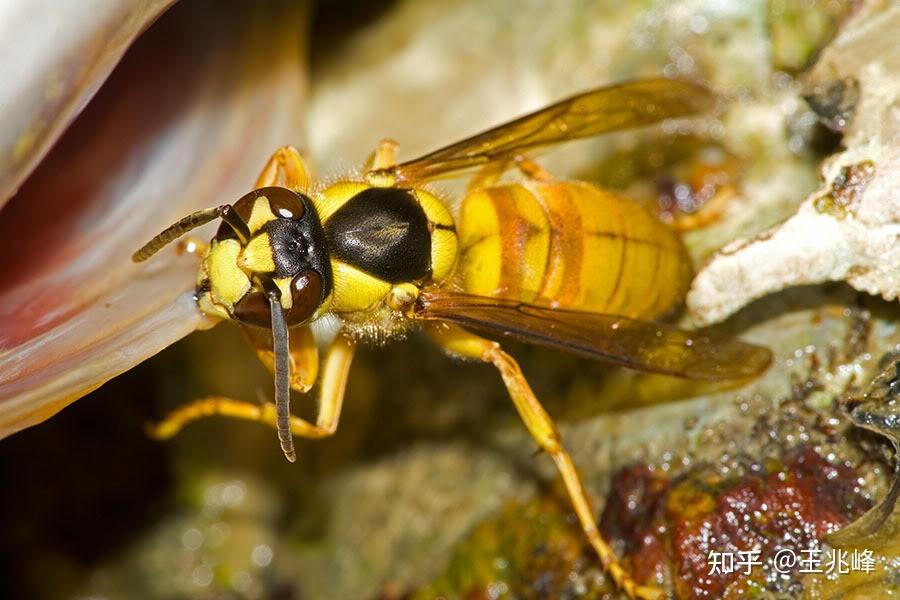蜜蜂还是黄蜂?在线等急 ?