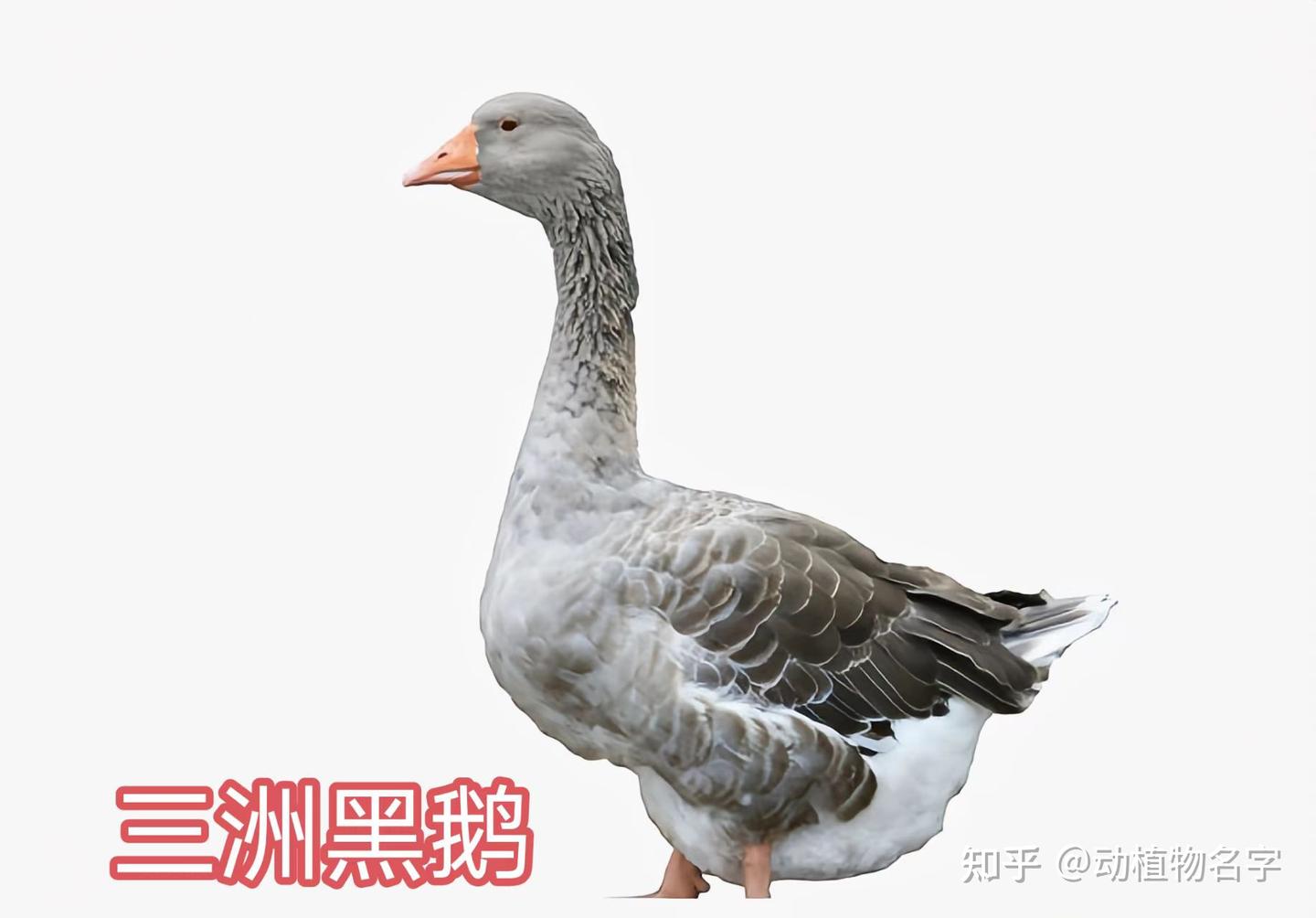 72图带您走进家鹅的世界 - 知乎