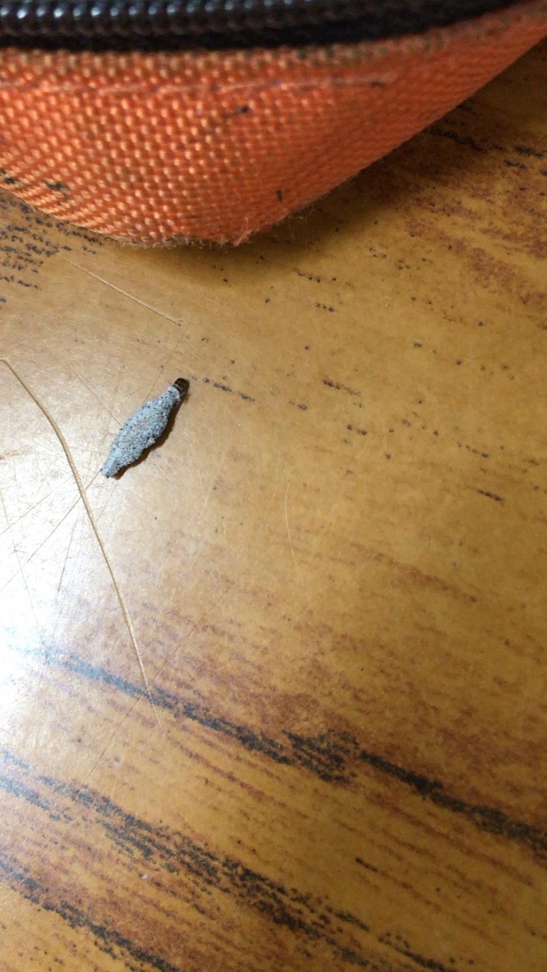 这是什么虫卵