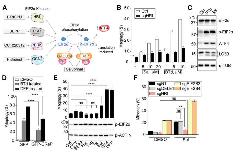 Mol Cel | 整合应激反应的HRI分支选择性驱动线粒体自噬 - 知乎
