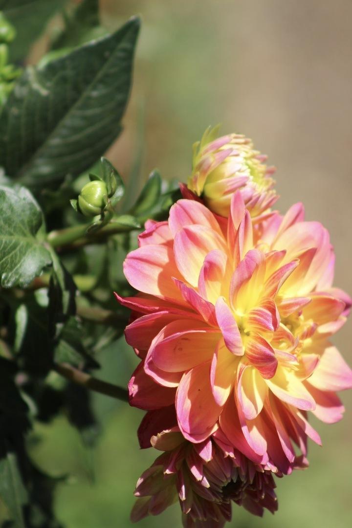 花卉高清图片(竖屏)20200312