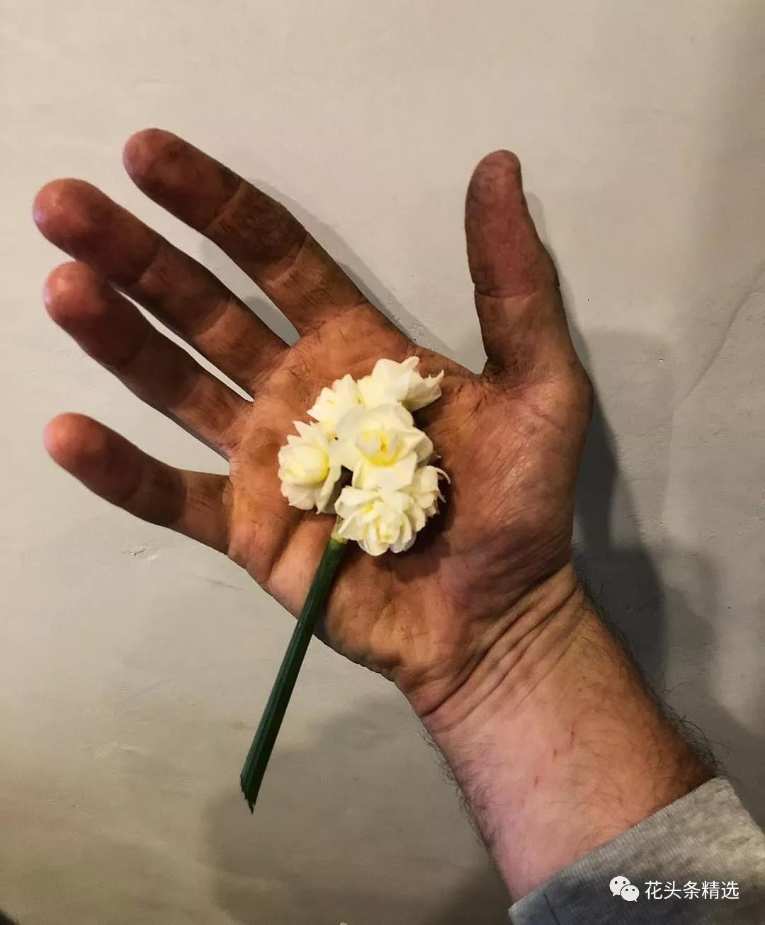 当花艺师晒出他们的手时 整个世界都沉默了 知乎