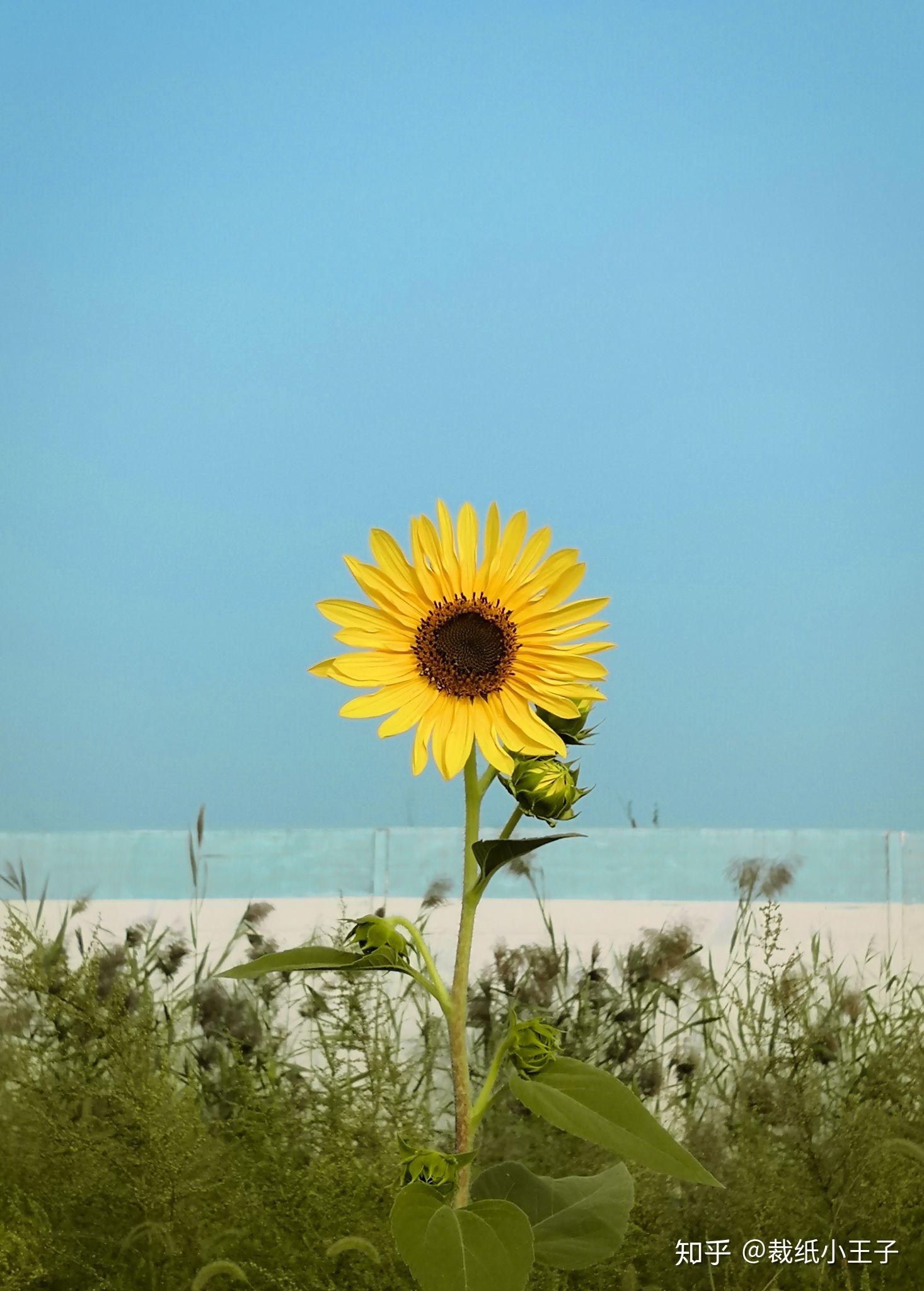阴雨天真的很影响心情有哪些阳光明媚蓝天白云的壁纸图片可以推荐一下