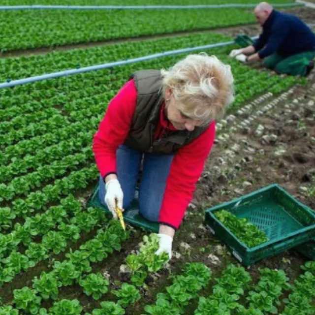 为什么中国能实现蔬菜自由，欧洲却不行？