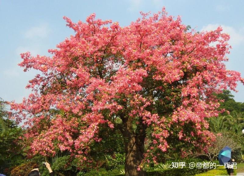 木棉树适合种植在什么地方？ - 知乎